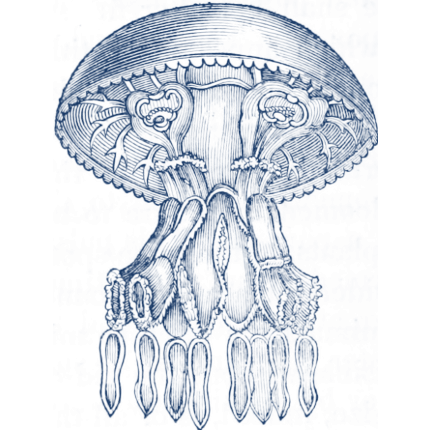 Substance of Information