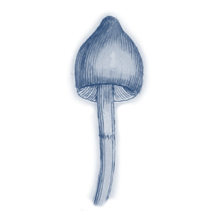 psilocybe-semilanceata_liberty-cap_sowerby-1797